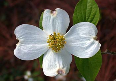 Cornus florida flower