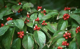 Cornus florida fruit