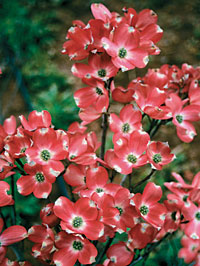 Red Pygmy Flowers