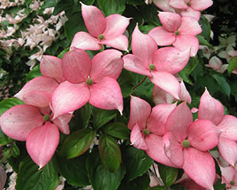 Rosy Teacup Flowers