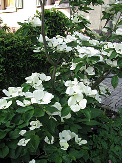 Rosy Teacup Full Tree